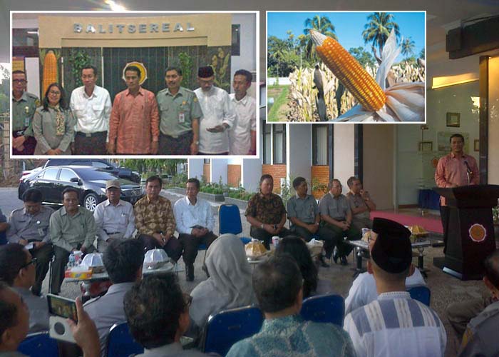 Balitbangtan Ditantang Mentan Buktikan Hasil Riset Jagung Hibrida